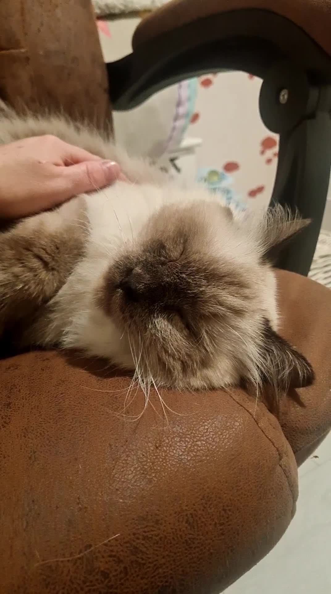 Mixed Breed cats for adoption: Ambrose is looking for love - Video 1