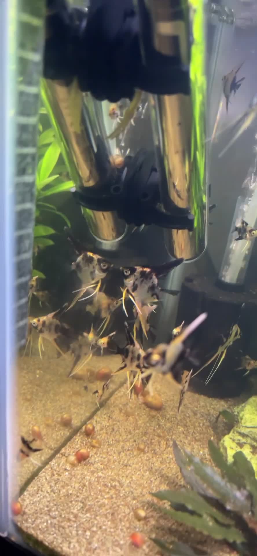 Angelfish fish for sale: Angelfish koi - Video 1