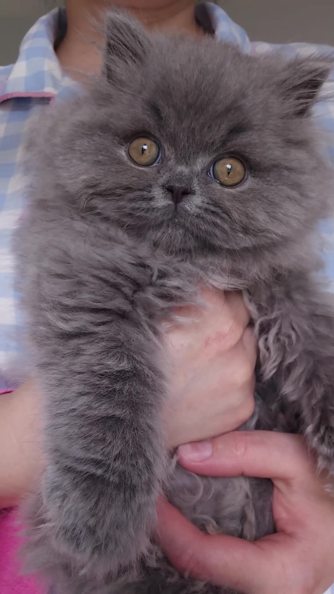 British Longhair cats for sale: ✨️Ready Now | FREE DELIVERY 🚗 - Video 1