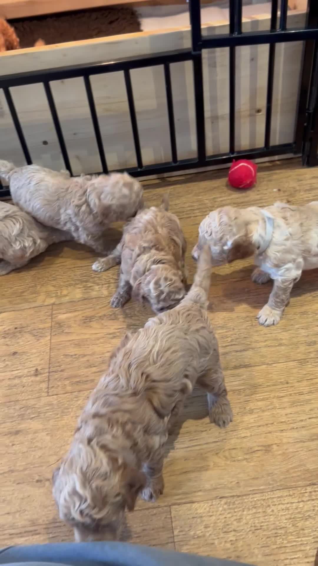 Cavapoo dogs for sale: Cavapoo Puppies for Sale - Video 1