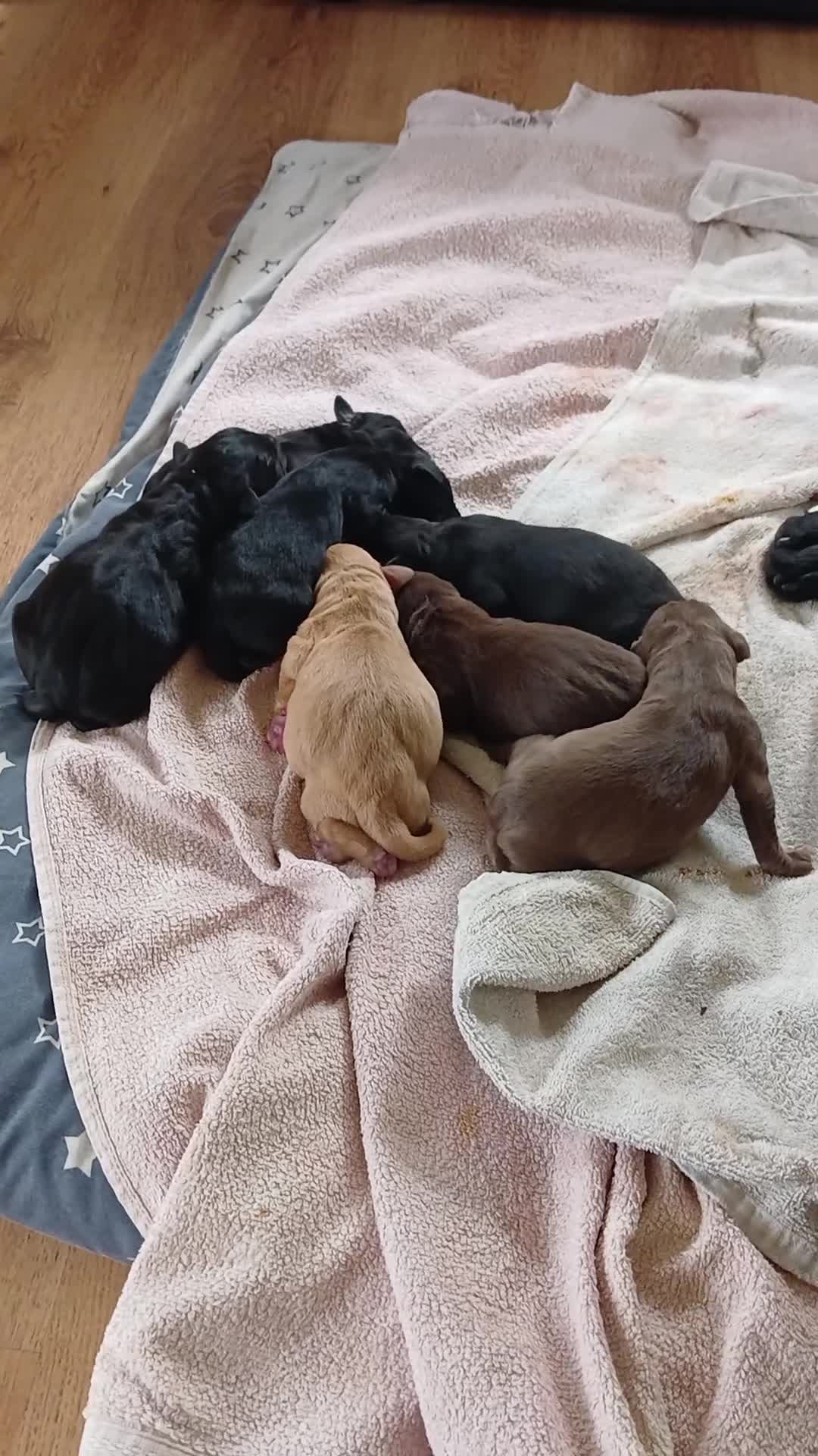 Labrador Retriever dogs for sale: Kc reg labrador puppies in Montrose - Video 1