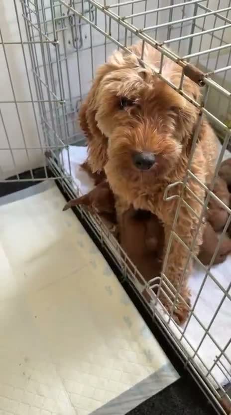 Cavapoo dogs for sale: Adorable Cavapoo puppies  - Video 1