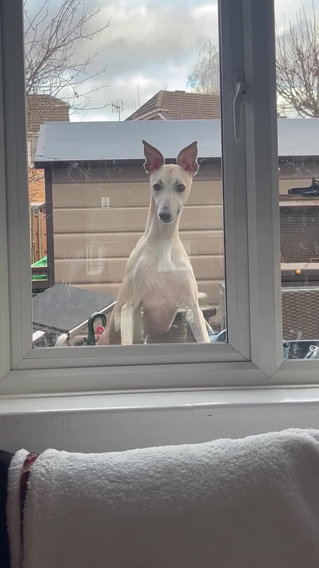 Whippet dogs for sale: Outstanding Fawn Female Whippet – Honey  - Video 1