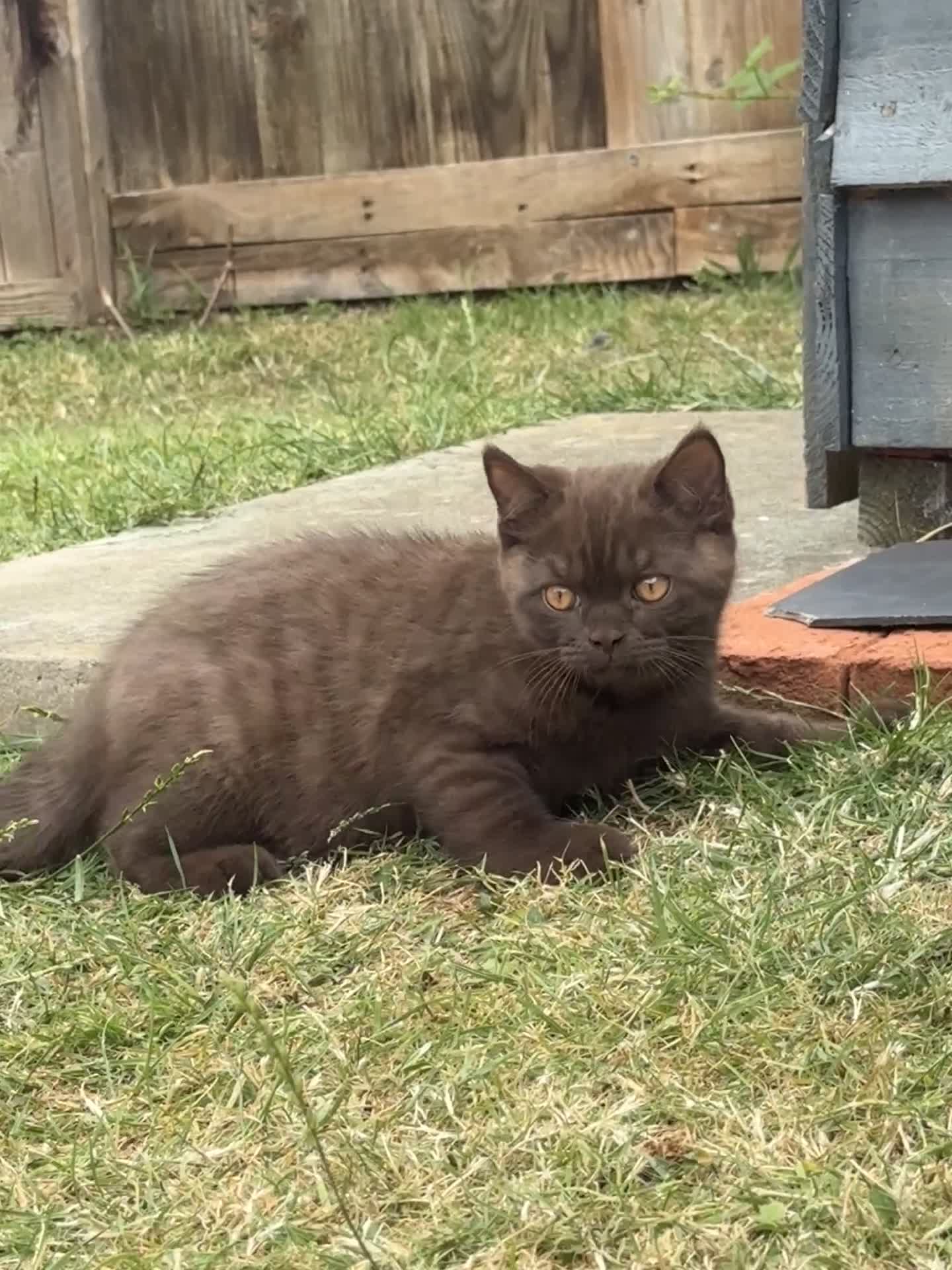 British Shorthair cats for sale:  British Brown and Liliac shorthair Kittens  - Video 2
