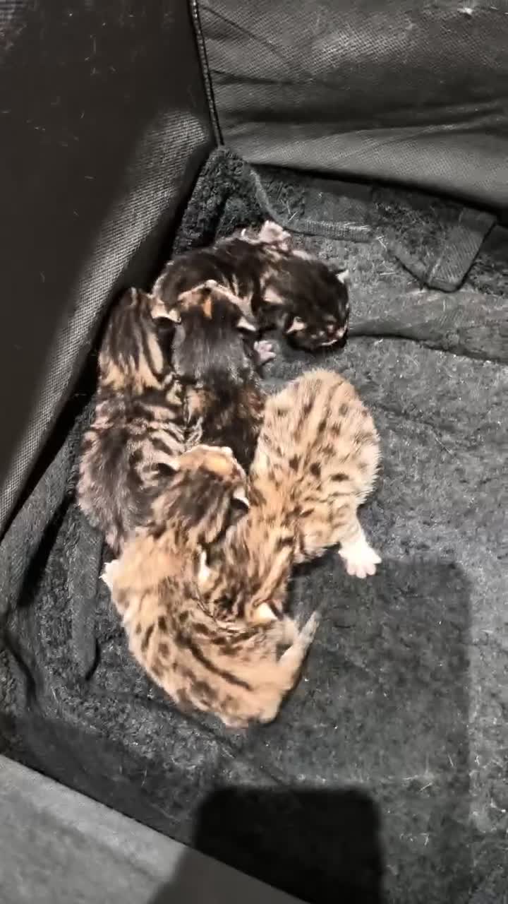 Bengal cats for sale: Bengal Kittens in Liverpool - Video 1