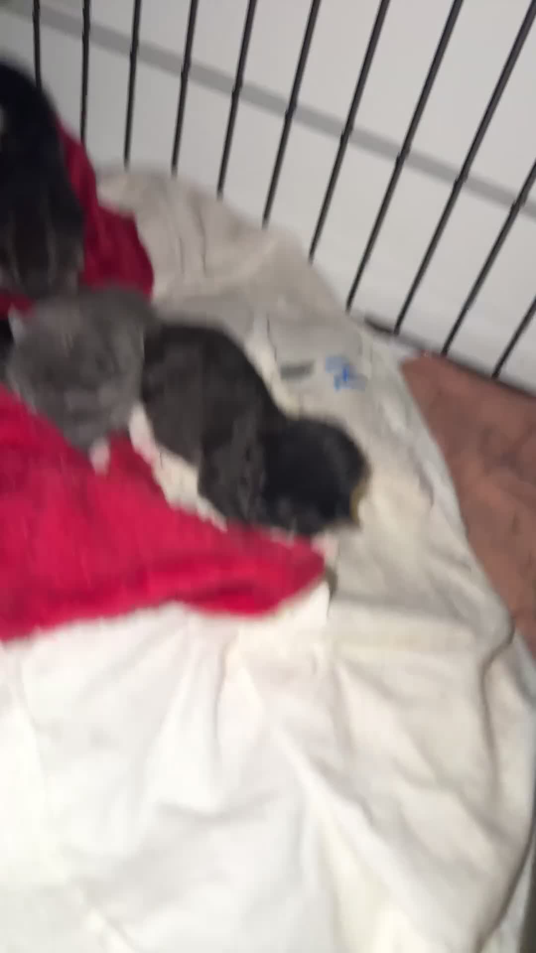 Mixed Breed cats for sale: Ragdoll cross  - Video 1