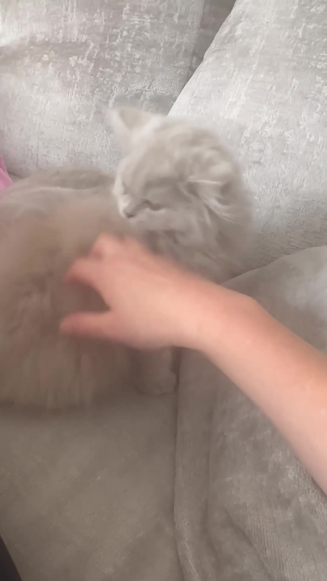British Longhair cats for sale: British Longhair boy kitten-reserved  - Video 1