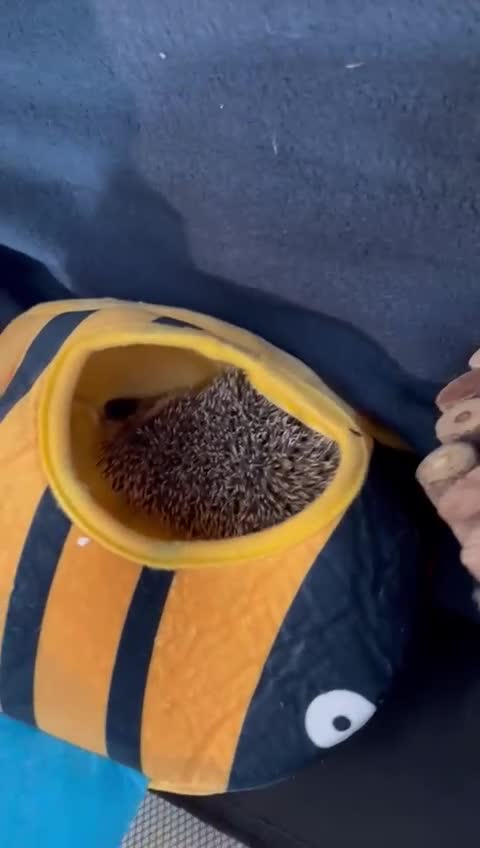 Pygmy Hedgehog rodents for sale: Sonic the african pygmy hedgehog  - Video 1