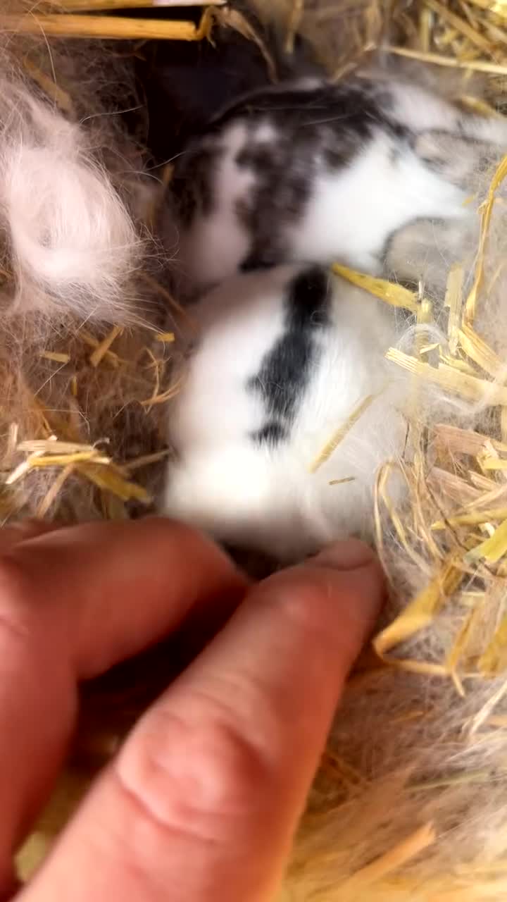 Mini Lop rabbits for sale: Mini lop / Netherland dwarf  - Video 1