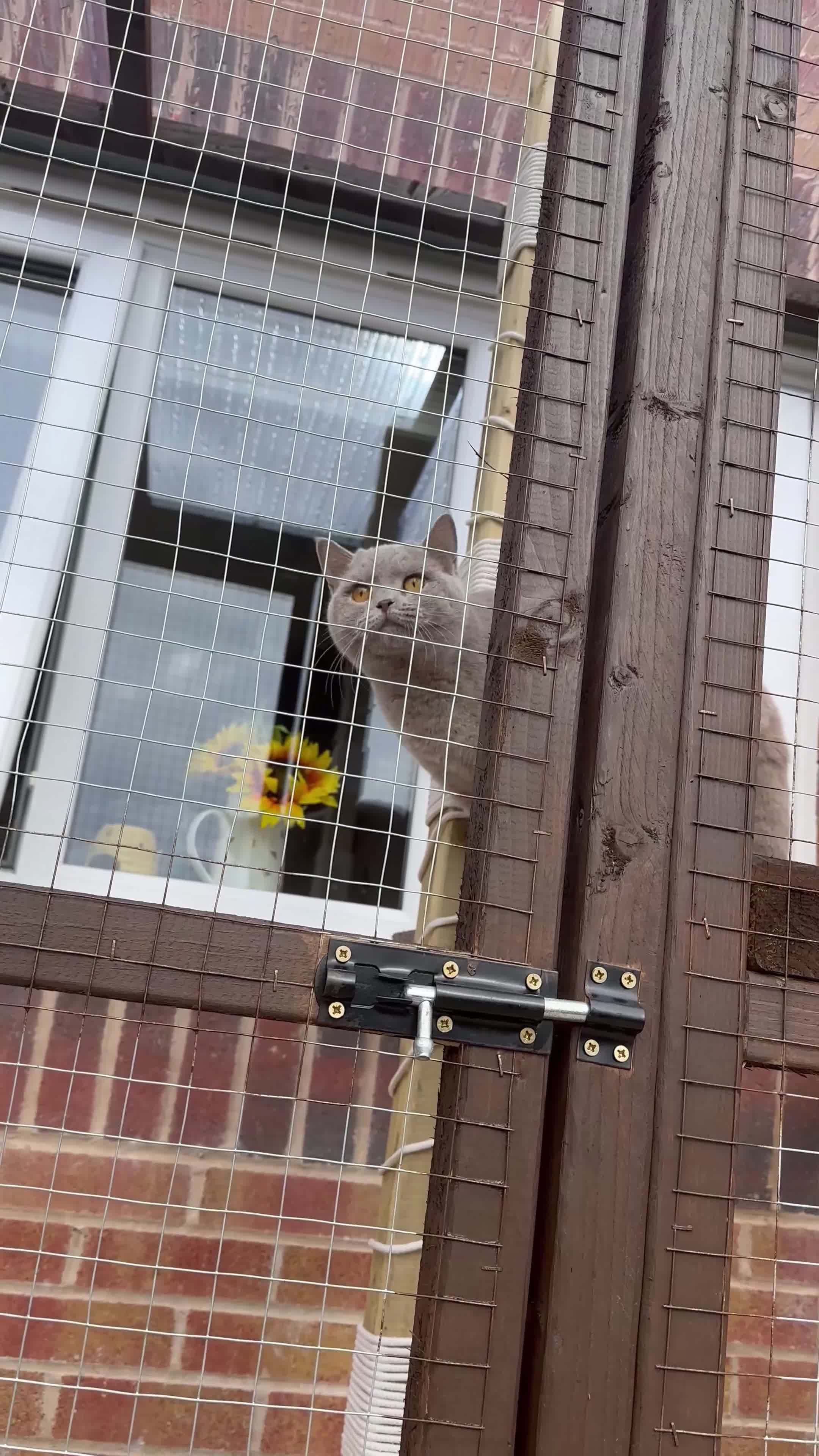 British Shorthair cats for sale: Lilac British Shorthair female - Video 2