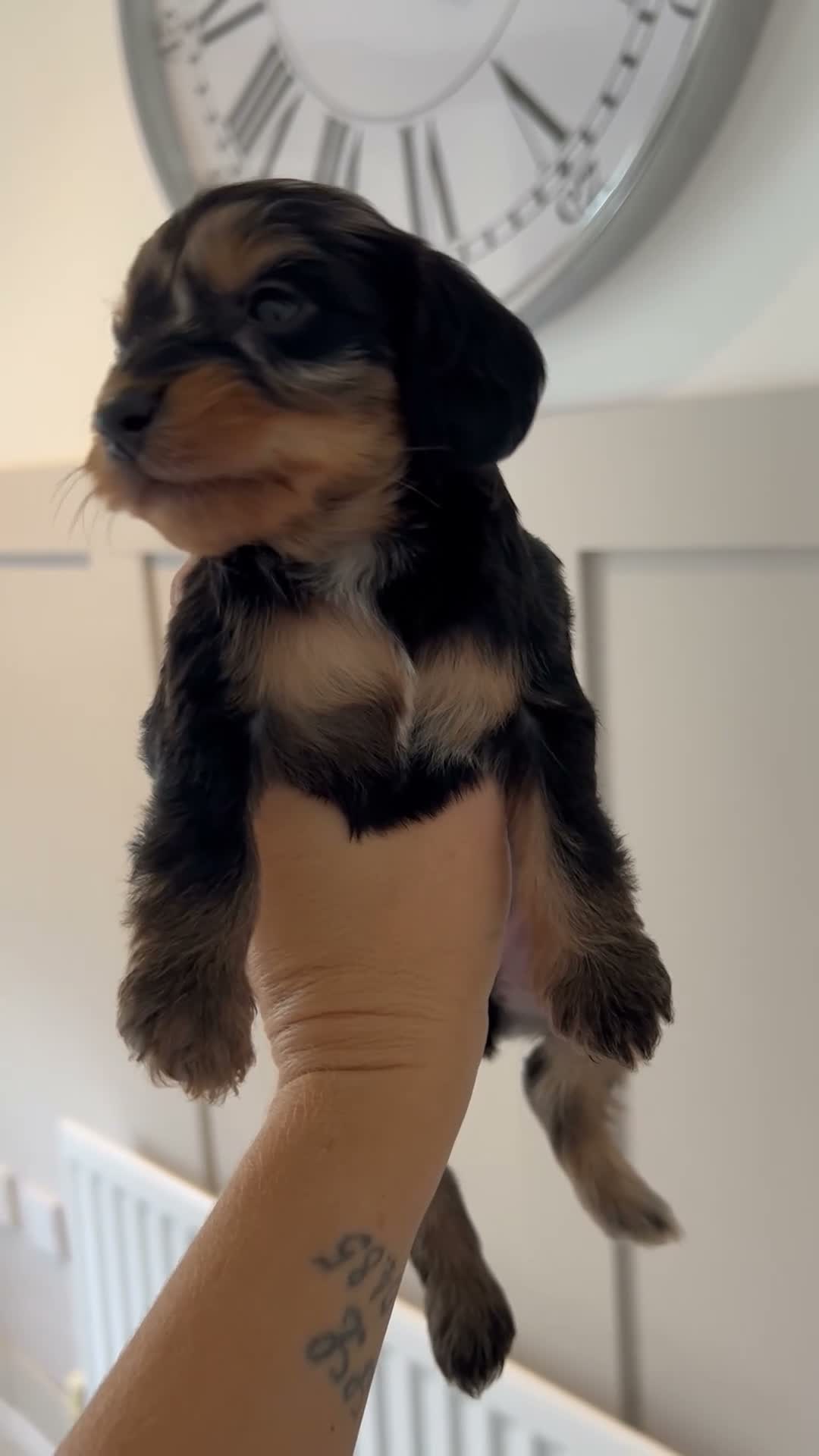 Mixed Breed dogs for sale: Doxiepoo puppies  - Video 5