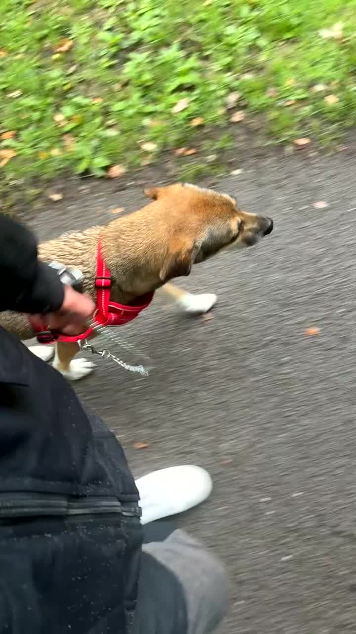 Mixed Breed dogs for sale: Nelly (staffy x Border collie) - Video 2
