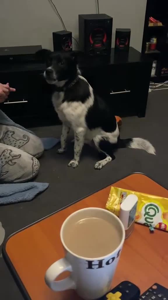 Mixed Breed dogs for adoption: Parker 🐾  - Video 1