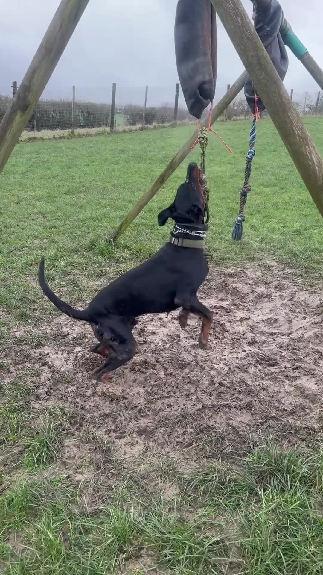 Dobermann dogs for stud: Stud Dog European Dobermann  - Video 1