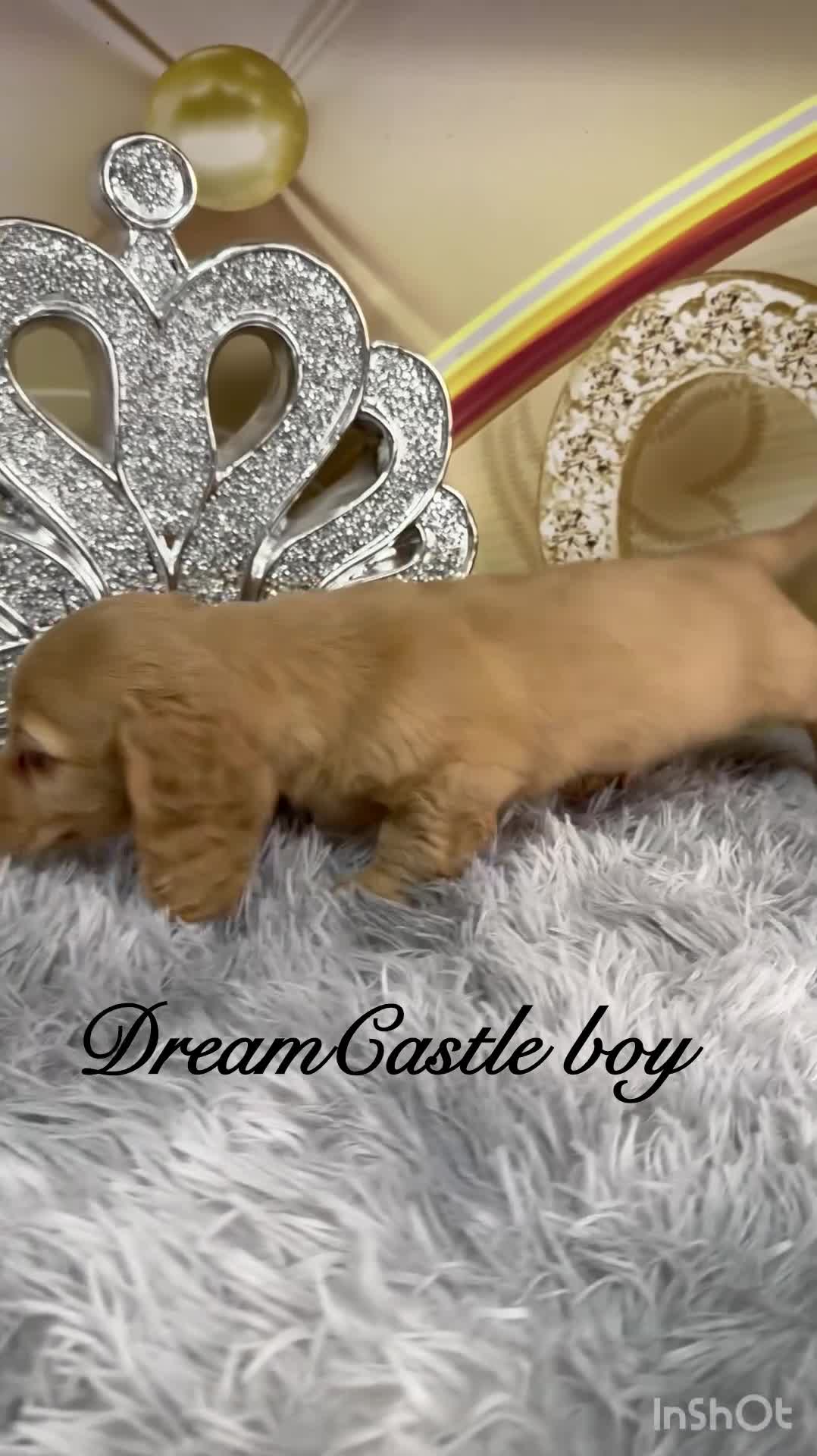 Miniature Dachshund dogs for sale: Ready to leave Kc long coat cream puppies  - Video 2