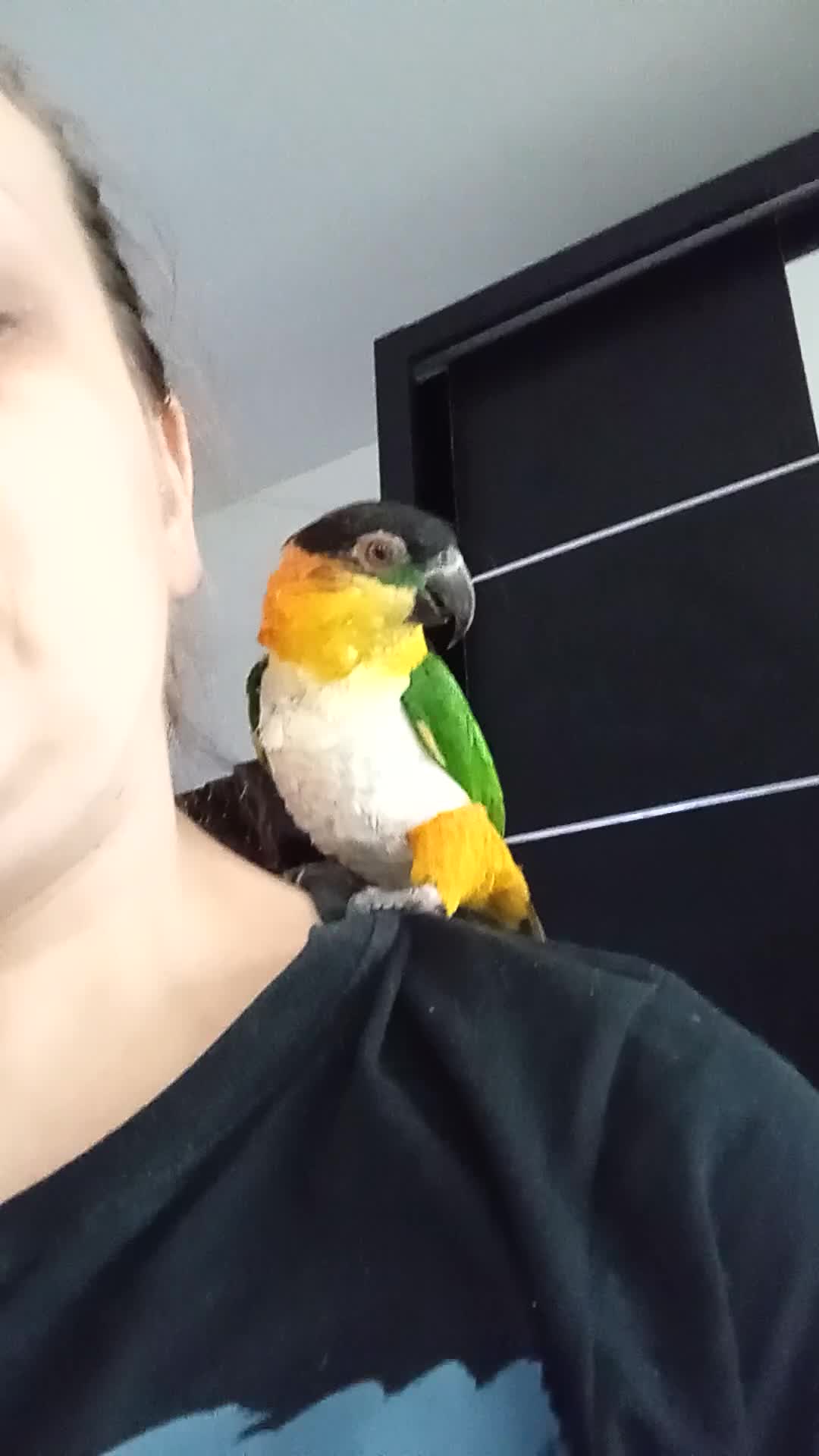 Mixed Breed birds for sale: Parrots  pais for sale  - Video 1