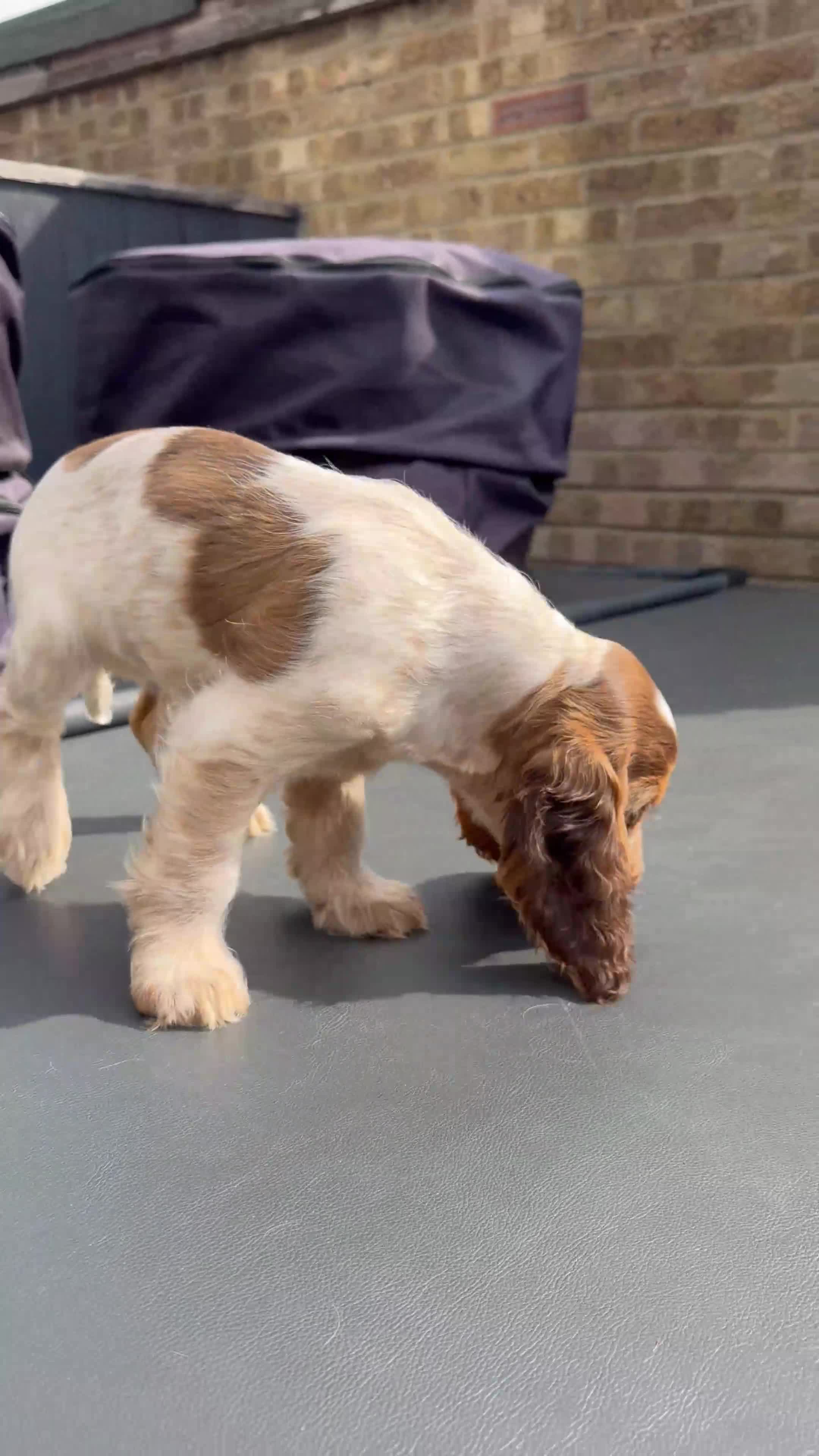 Cocker Spaniel dogs for sale: gorgeous Chocolate roan sable girl🤎 - Video 3