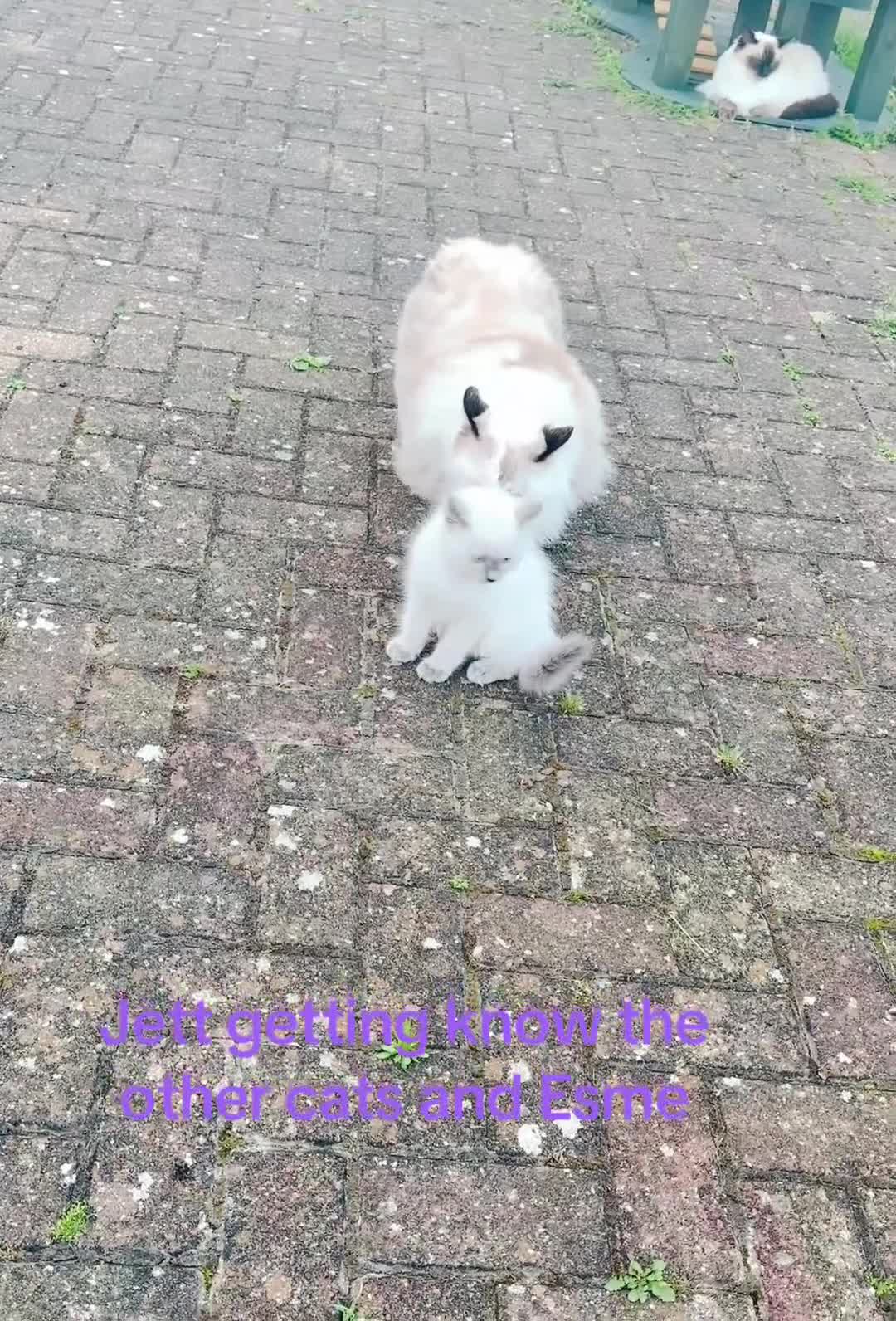 Ragdoll cats for sale: GCCF BEAUTIFUL RAGDOLL KITTENS  - Video 2