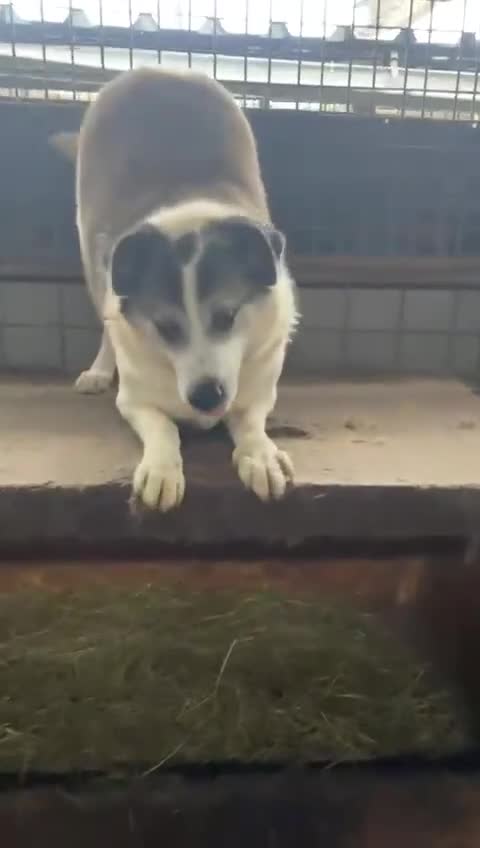 Mixed Breed dogs for adoption: 🐾💛 LISA – A Gentle Soul Saved Just in Time 💛🐾 - Video 5