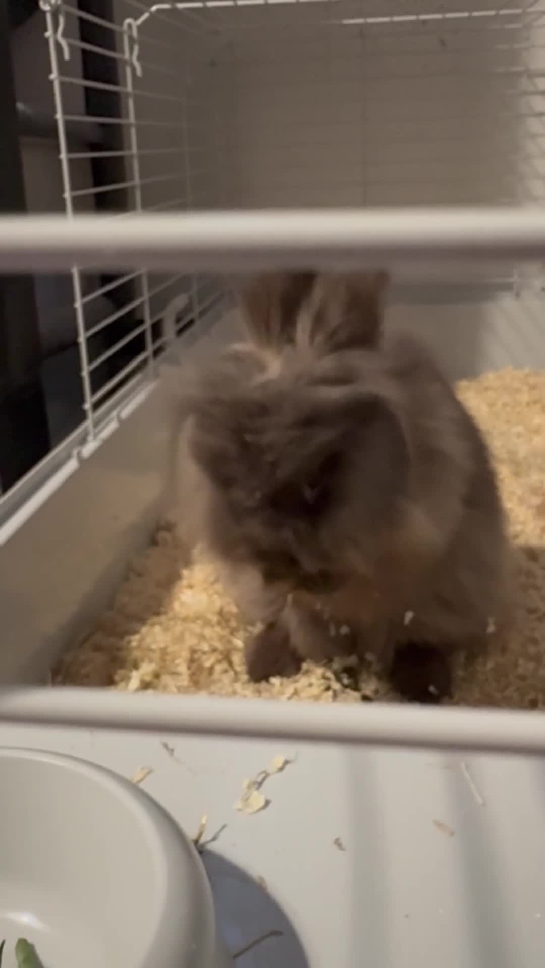Lionhead rabbits for sale: Mini lion head for sale  - Video 1