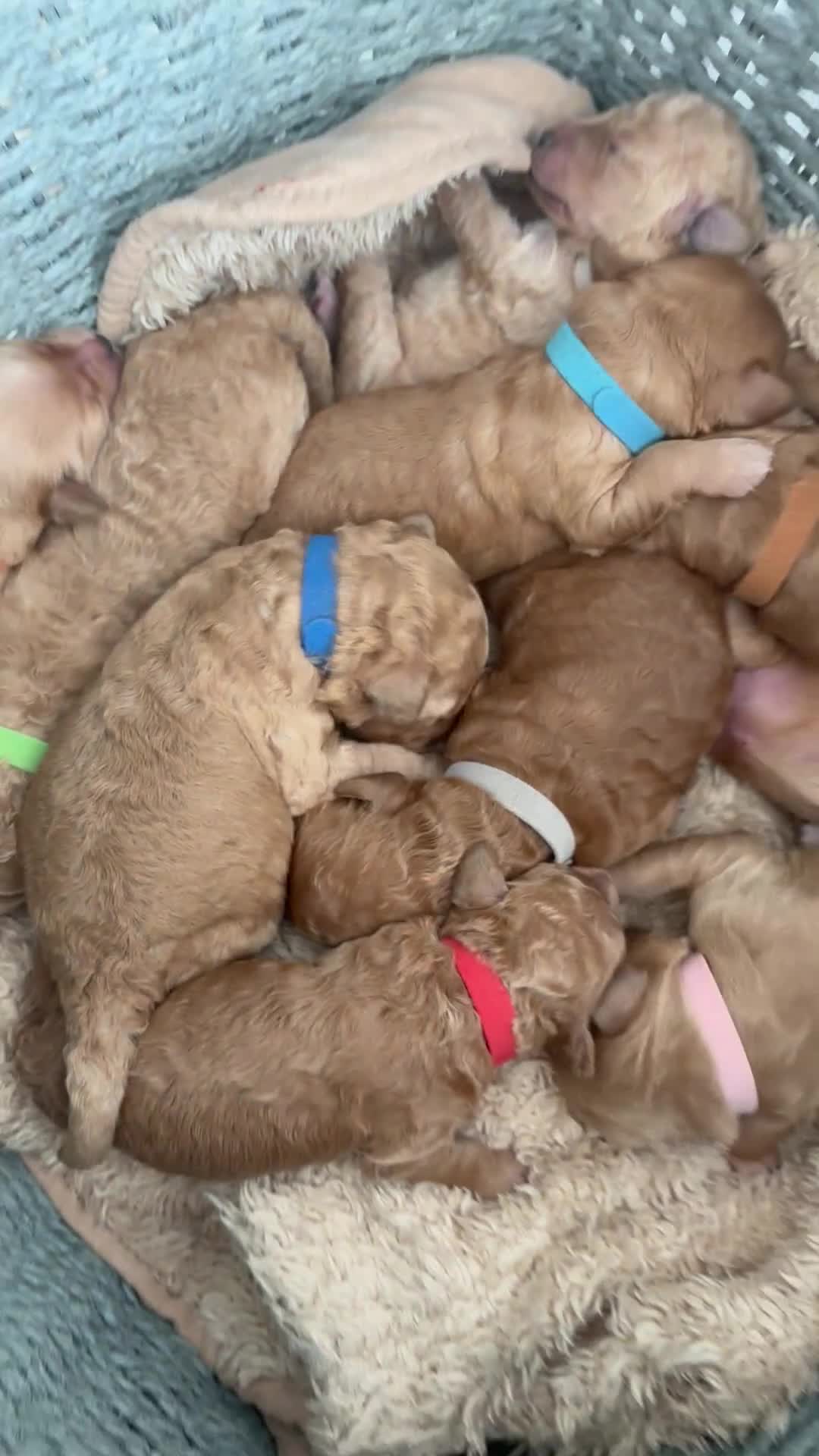 Goldendoodle dogs for sale: GOLDENDOODLE WITH A DIFFERENCE - Video 5