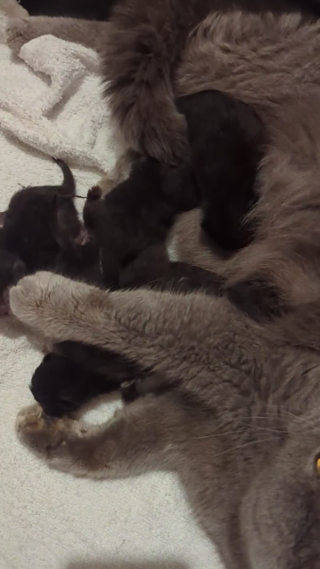 British Shorthair cats for sale: 🌱🌼 Spring Kittens 🐾 - Video 1