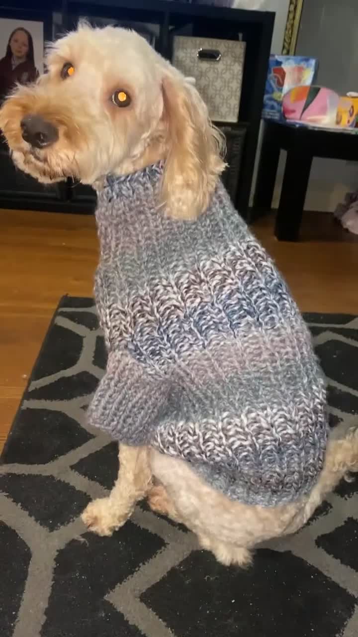 Cockapoo dogs for sale: Bentley Age 5  - Video 1