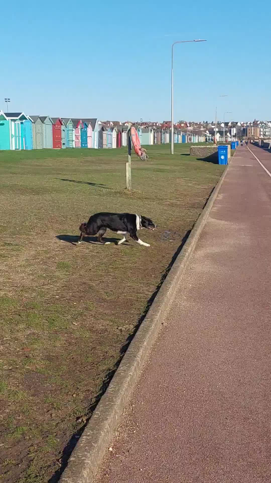 Border Collie dogs for sale: Female Short Hair Border Collie - Video 4