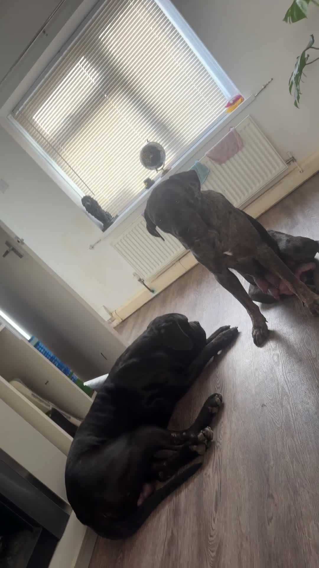 Cane Corso dogs for sale: 🐾 Cane corso litter with distinctive colours  🐾 in Plymouth - Video 1