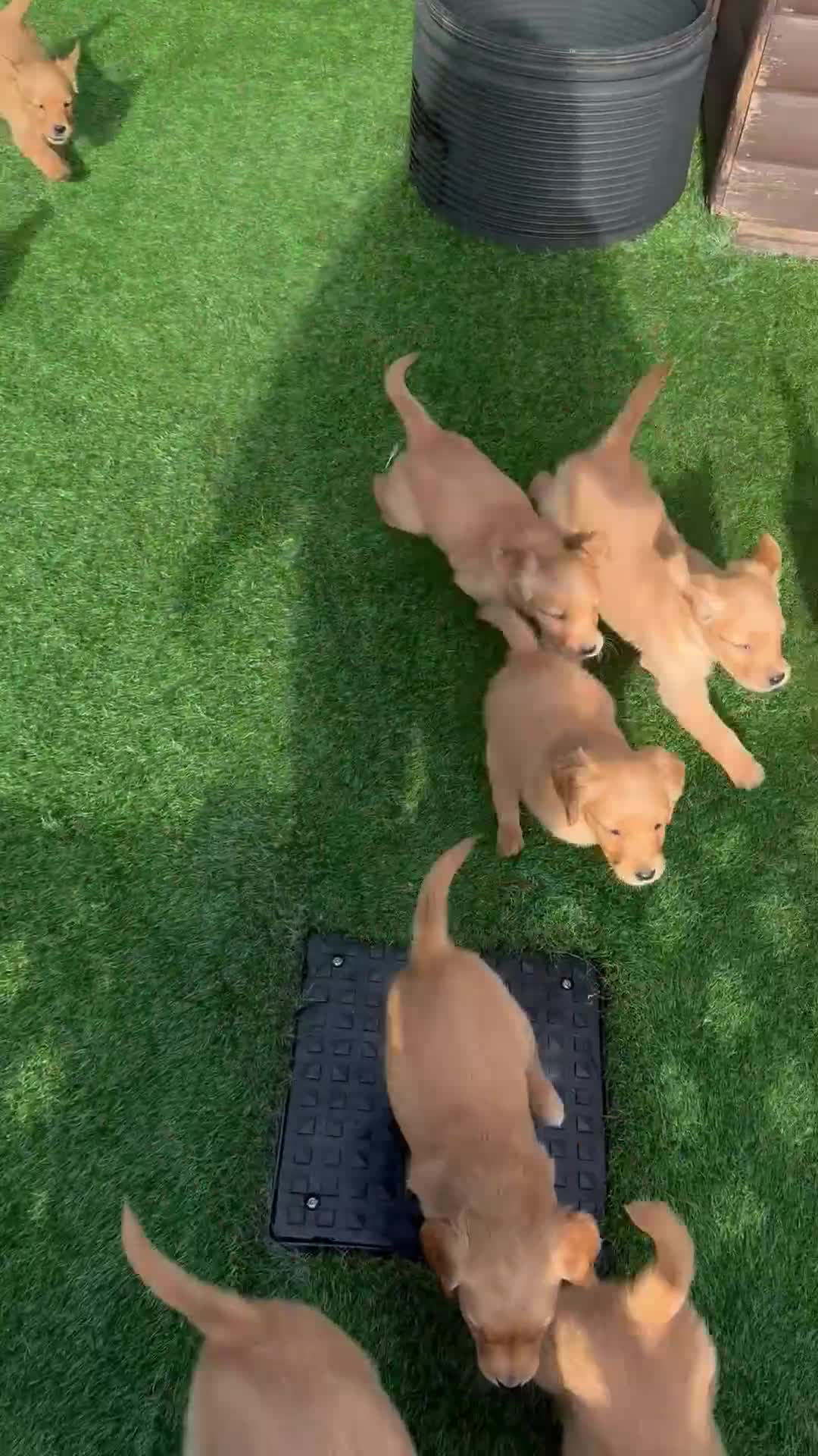 Golden Retriever dogs for sale: Last Stunning Male Pup Health Tested Parents  - Video 1