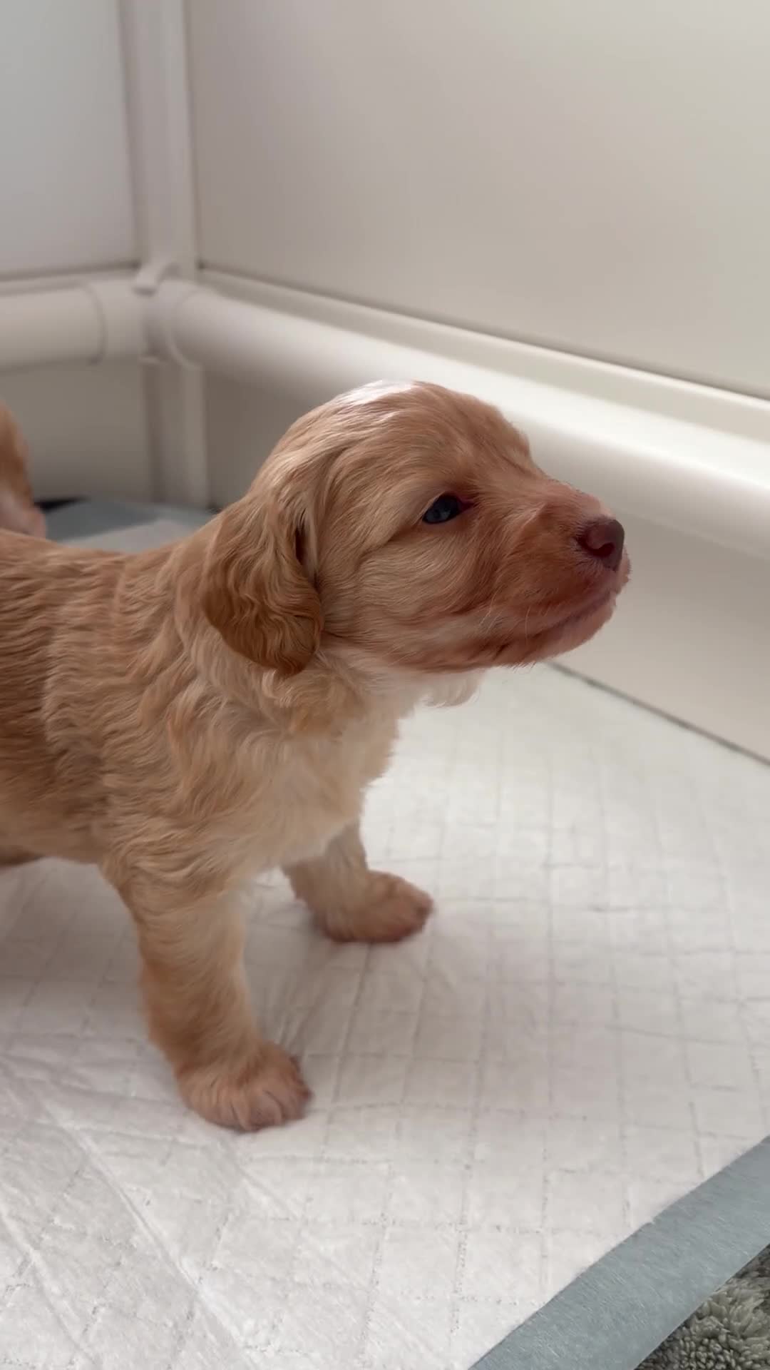 Cockapoo dogs for sale: Beautiful litter of F2b Cockapoos!🦌🐶 - Video 1