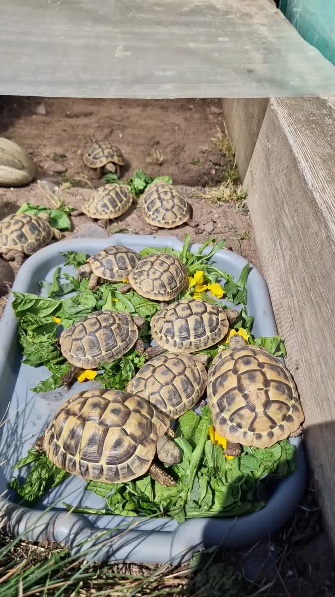 Hermann Tortoise reptiles for sale: Hermanns Tortoise - Video 1