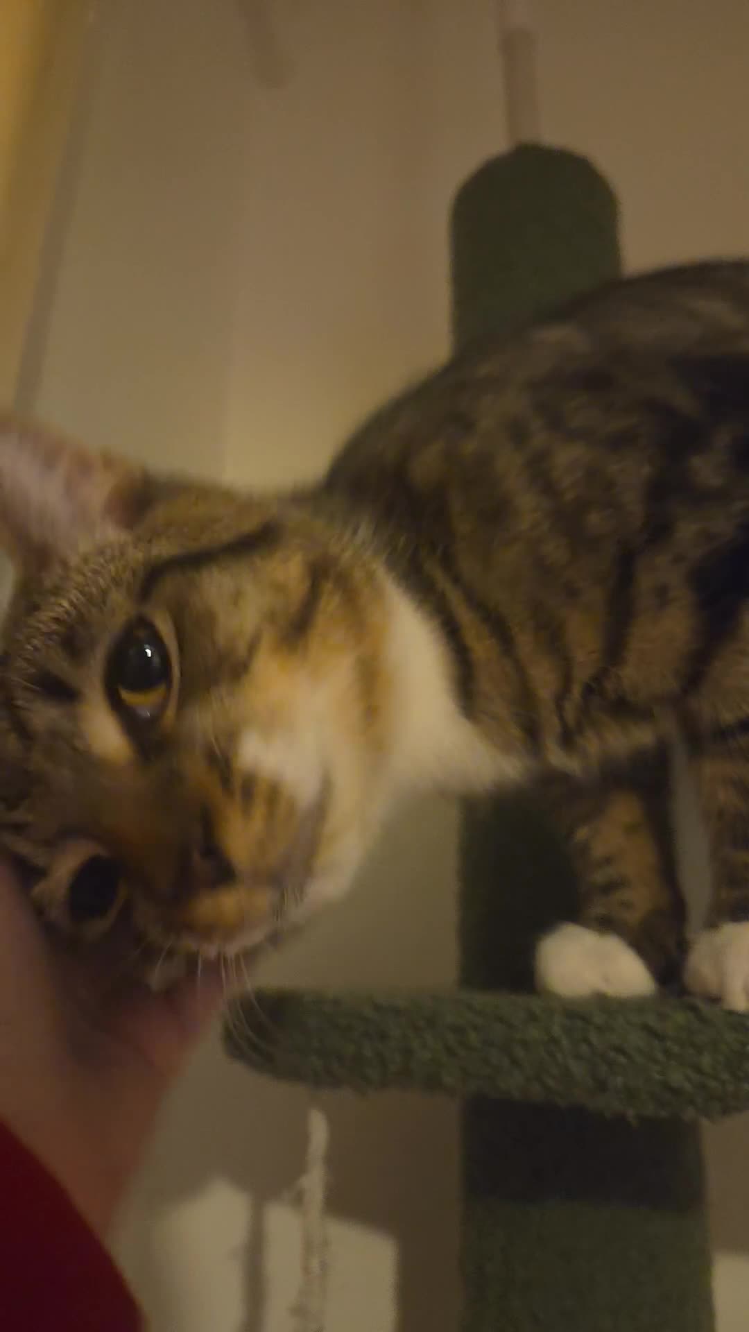 British Shorthair cats for sale: 10 month old tabby for sale - Video 2