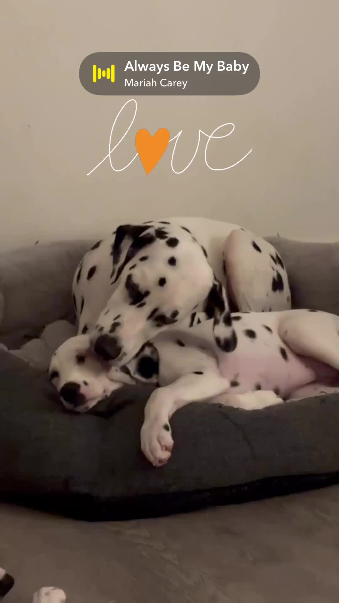 Dalmatian dogs for sale: Stunning mixed litter of Dalmatians  - Video 1