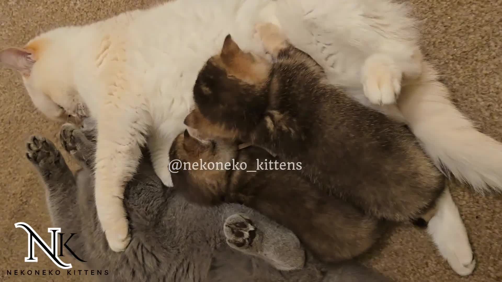 British Shorthair cats for sale: GCCF REGISTERED BSH TEDDY'S 🐻 🧸  - Video 2