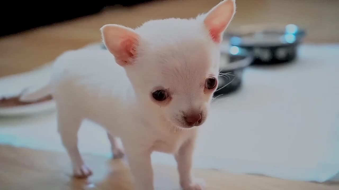 Chihuahua dogs for sale: Cute apple head chihuahua for sale  - Video 1