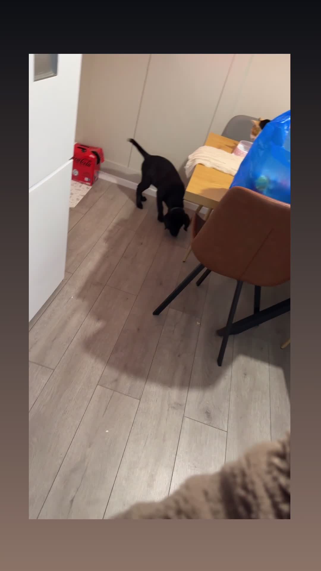 Goldador dogs for sale: Goldador for sale  - Video 1