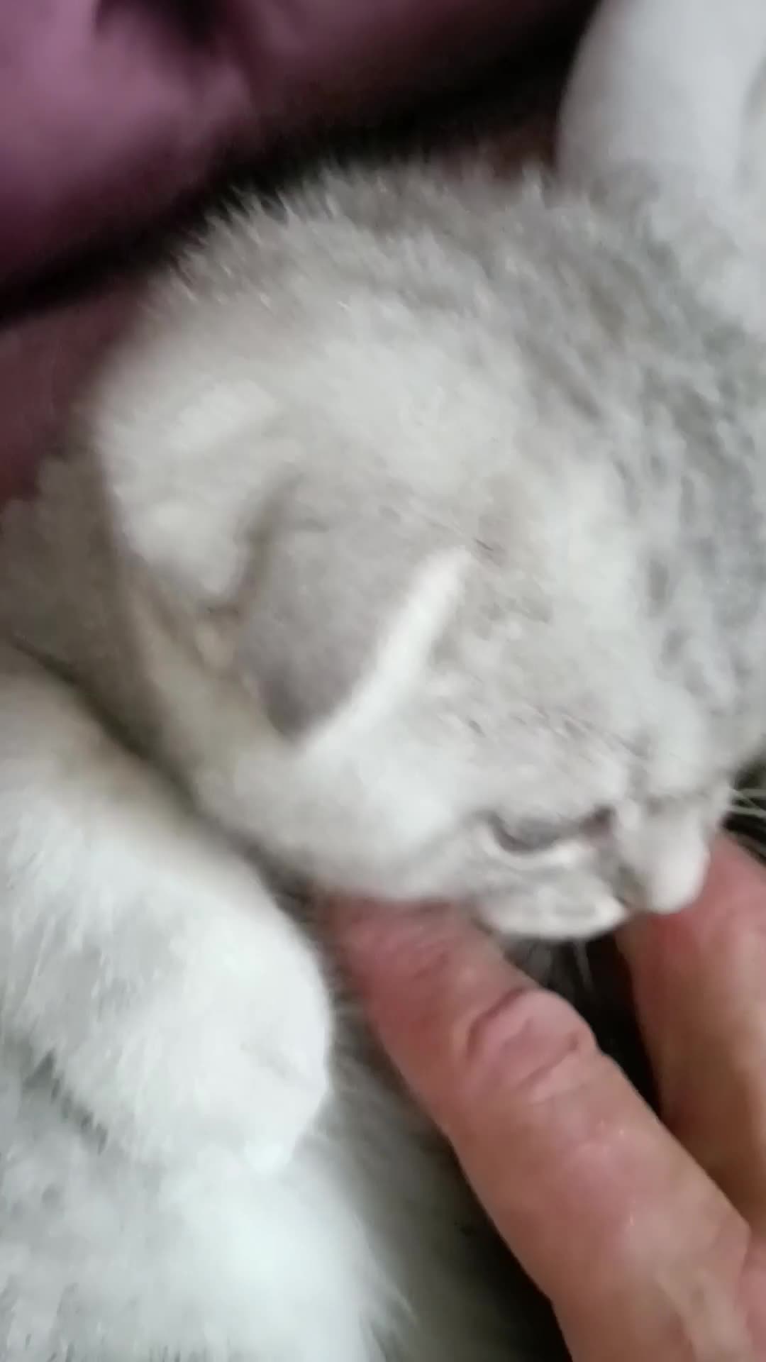 British Shorthair cats for sale: Gorgeous kittens for sale  - Video 1