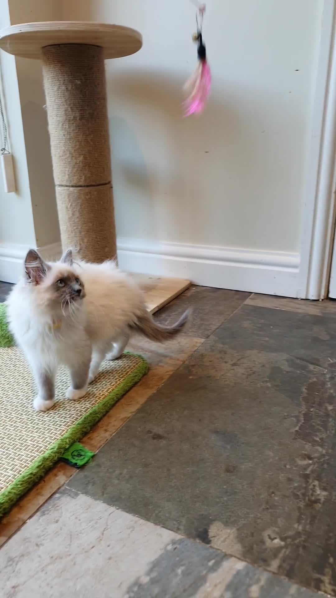 Ragdoll cats for sale: 💖Very Beautiful GCCF Registered Ragdoll Kittens. - Video 4