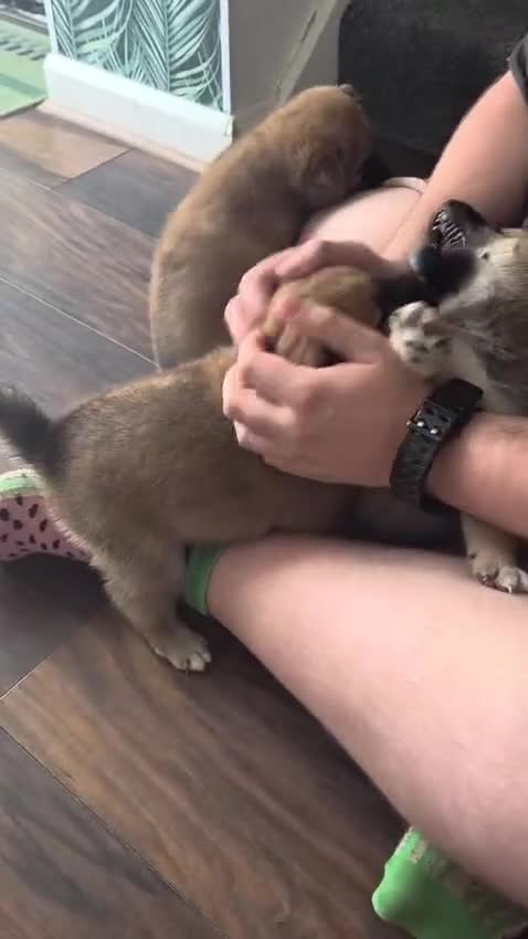 Japanese Shiba Inu dogs for sale: Last Lovely Shiba Inu Puppy, Ready for home now! - Video 2