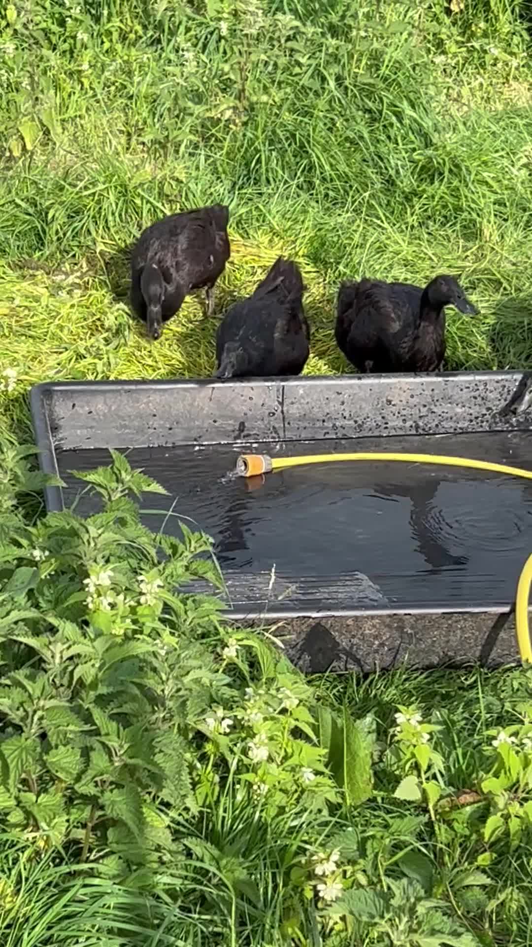 Ducks poultry for sale: Runner x Cayuga ducks  - Video 1