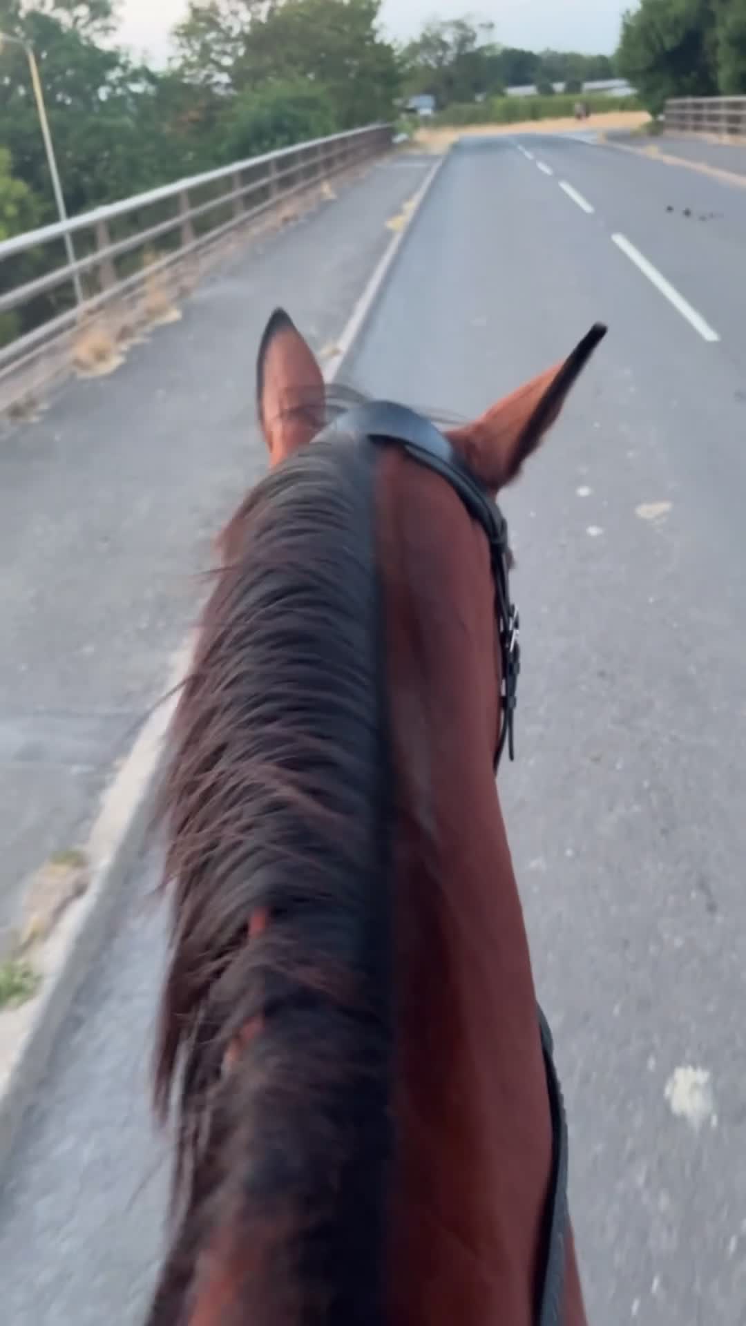 Connemara horses for sale: Genuine allrouder  - Video 3