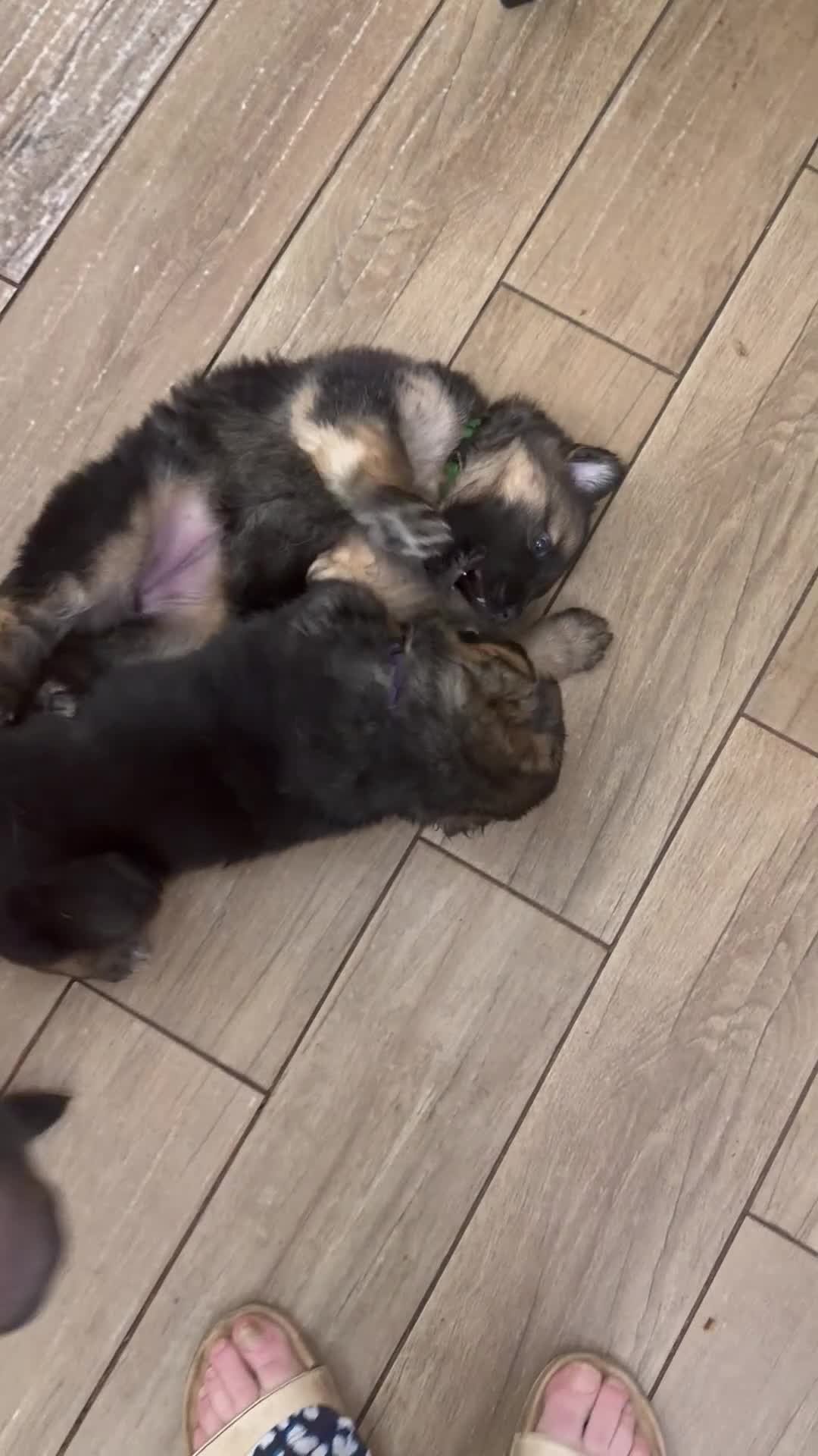 German Shepherd dogs for sale: Gorgeous German shepherd puppies in Bridgwater - Video 1