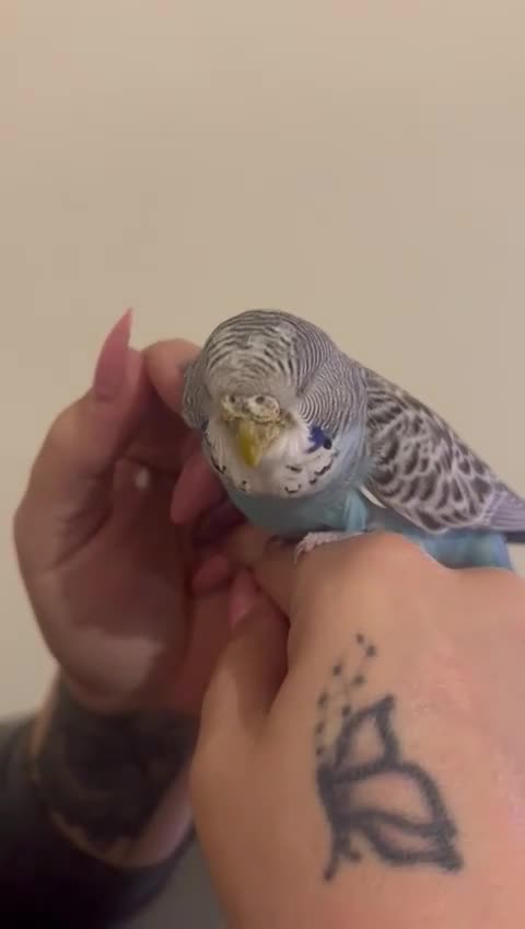 Budgerigars birds for sale: Buddy the budgie  - Video 1