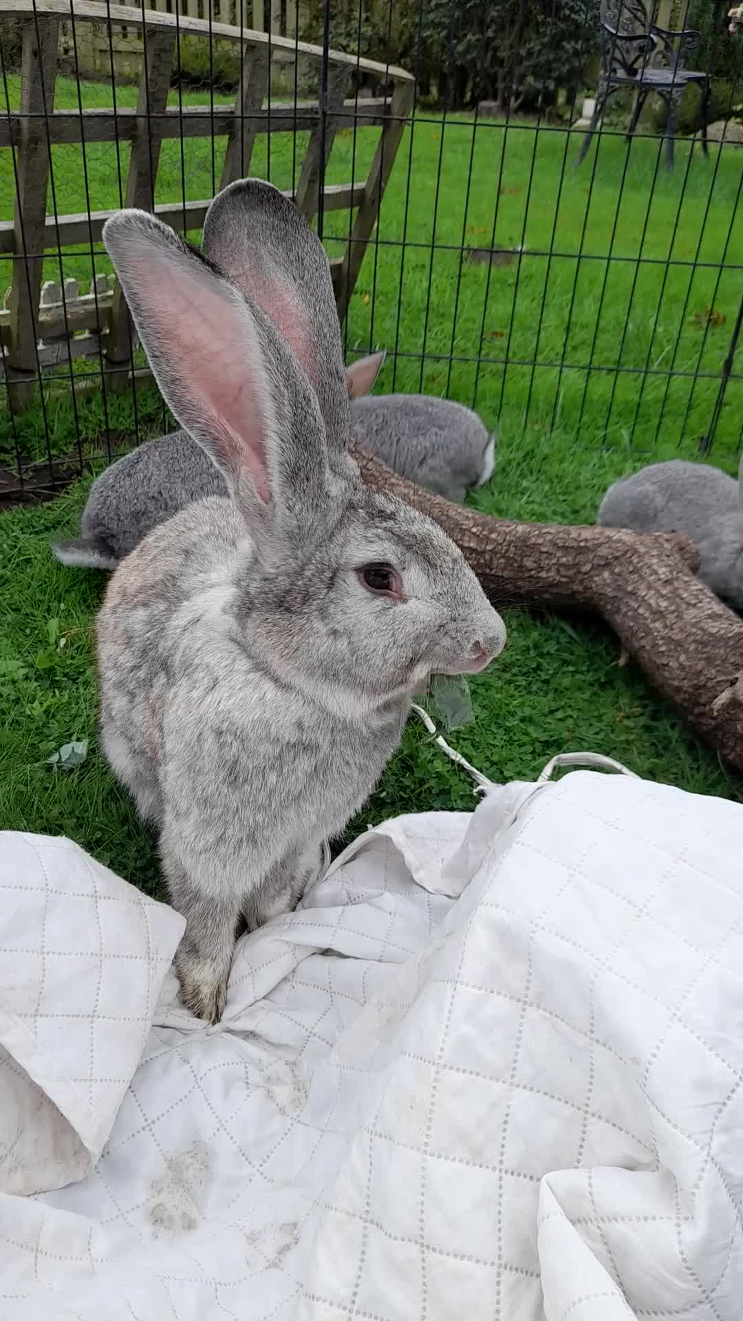 Continental Giant rabbits for sale: Beautiful Pure Giant Continental Babies  - Video 1
