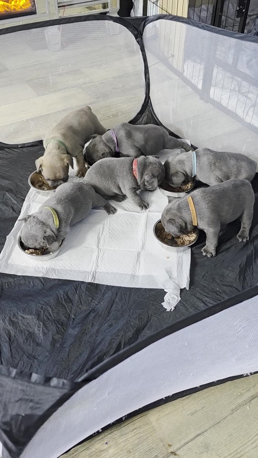 French Bulldog dogs for sale: French Bulldog Puppies! - Video 1