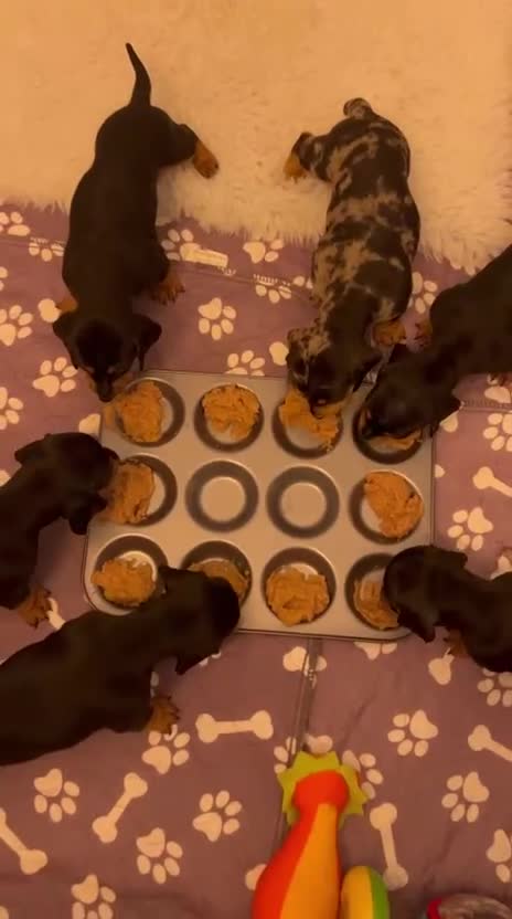 Dachshund dogs for sale: Beautiful Dachshund Puppies Ready to go 8th Nov  - Video 1