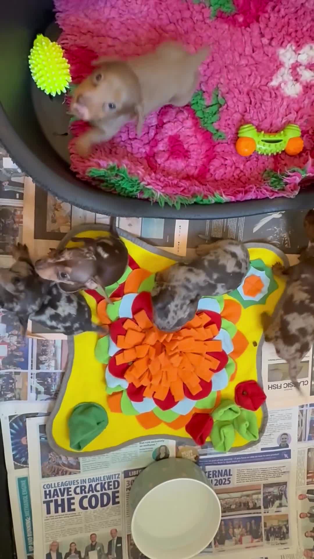 Miniature Dachshund dogs for sale: Elite Miniature Dachshund Litter in Torquay - Video 1
