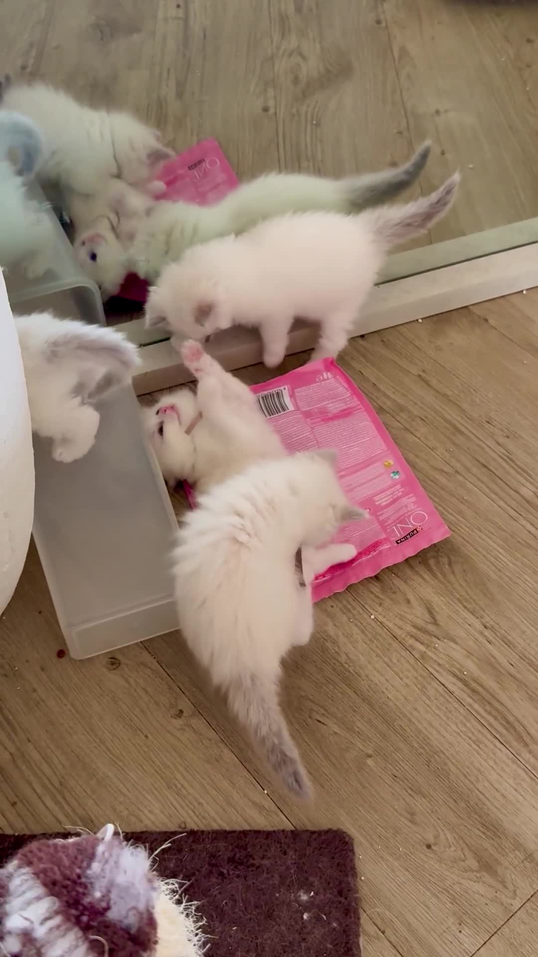 Ragdoll cats for sale: Beautiful Ragdoll Kittens – Stunning & Ready Soon - Video 2