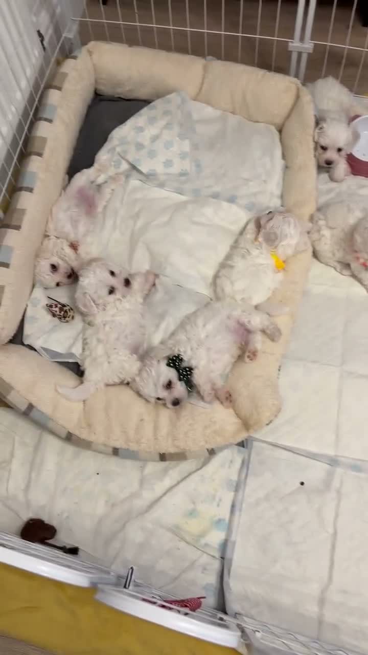 Bichon Frise dogs for sale: Fluffy Bichon Frise puppies❤️ - Video 1